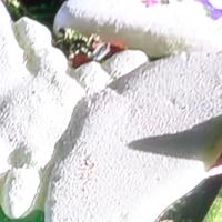 ANDES papillon en  offrande