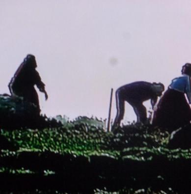 Des civilisations & des Hommes