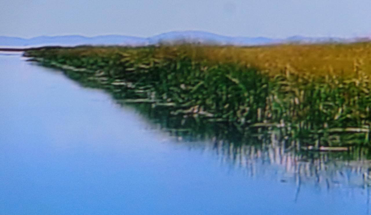 PEROU Lac Titicaca roseaux
