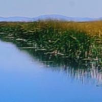 PEROU Lac Titicaca roseaux