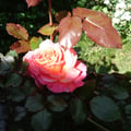 dsc00195.jpg